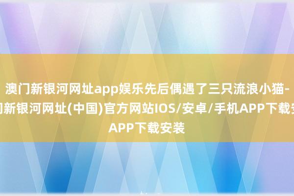 澳门新银河网址app娱乐先后偶遇了三只流浪小猫-澳门新银河网址(中国)官方网站IOS/安卓/手机APP下载安装